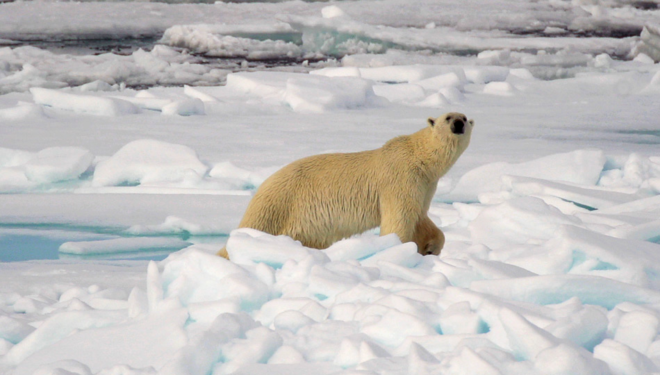 Eisbär Nr. 7 zu Besuch beim Camp.