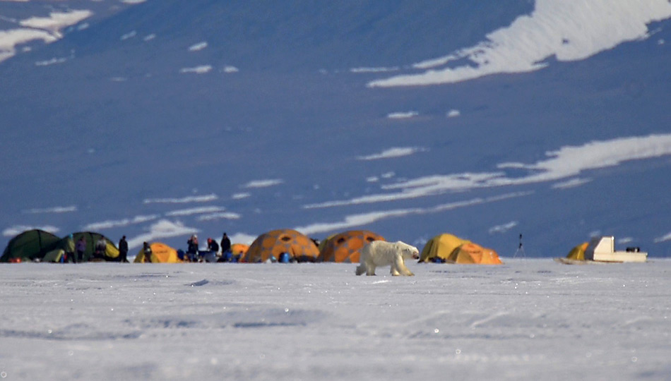 Überraschender Besuch eines Eisbären im Camp.