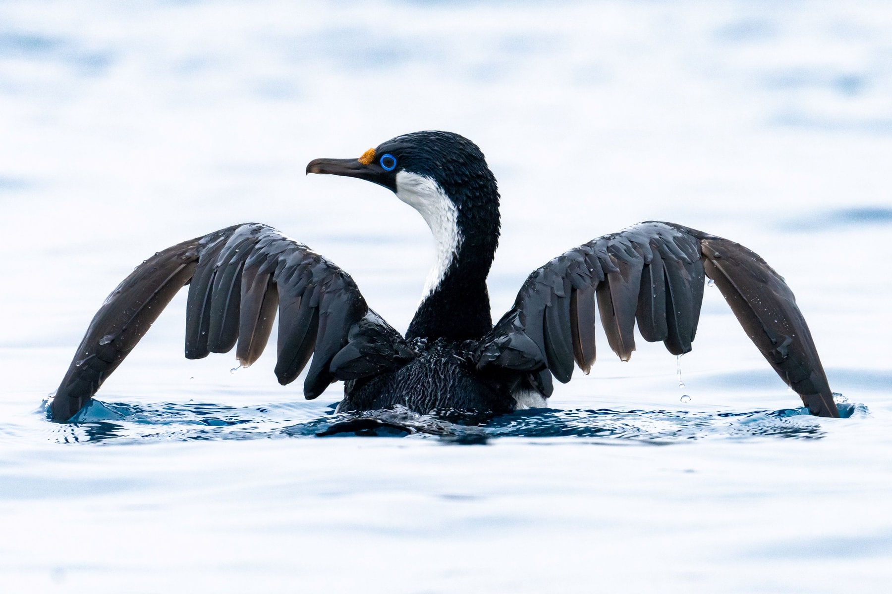 Erleben Sie die Polarregionen an Bord der Douglas Mawson – kleine Schiffsgröße, echte Expeditionen, Zodiac-Landgänge und hoher Komfort.