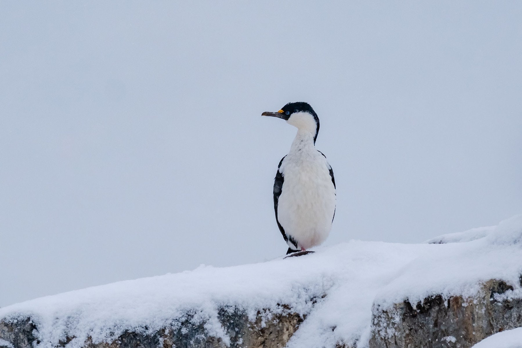 Antarctic-Cormorant-Blue-Eyed-Shag-Jougla-Point-Antarctica-Lina-Stock--Divergent-Travelers