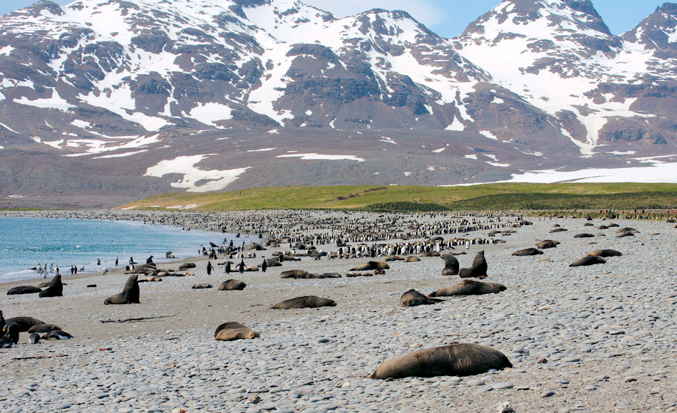 Südgeorgien liegt mitten im Südatlantik, bzw. Südpolarmeer. Durch seine abgelegene Lage konnten nur Seevögel und Meerestiere die Insel zu ihrem Zuhause machen. Zumindest bis zur Ankunft des Menschen. Bild: Michael Wenger