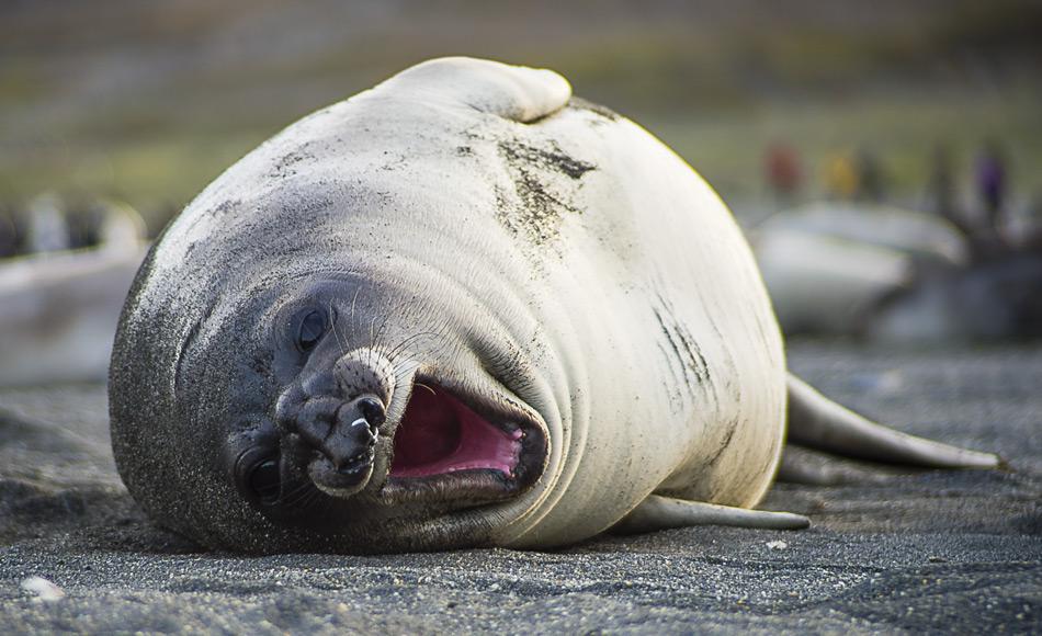 Viele Tiere haben in der Antarktis ihre Kinderstube. Aufgrund der hohen Produktivität des Südpolarmeeres, bringen sie hier bevorzugt ihre Jungen zur Welt, wie zum Beispiel dieses südliche See-Elefanten Baby. Bild: Katja Riedel