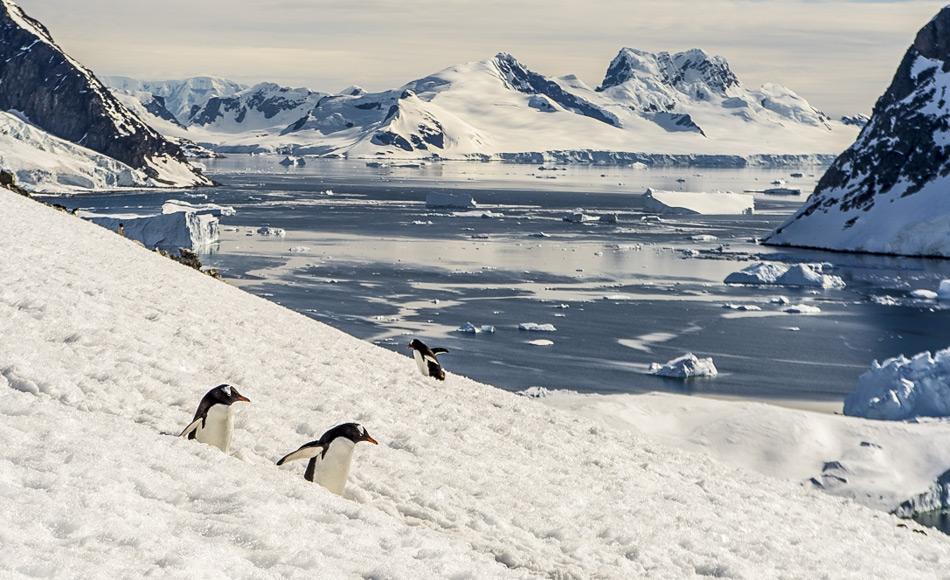 Die Antarktis ist die Heimat vieler Pinguin- und Walarten und das Rossmeer gilt als eines der unberührtesten Meeresgebiete der Welt. Auf ihrer Jahrestagung in Hobart hat die Kommission zur Erhaltung der lebenden Meeresschätze der Antarktis endlich dem Vorschlag für ein Meeresschutzgebiet im Bereich des Rossmeeres zugestimmt. Bild: Katja Riedel