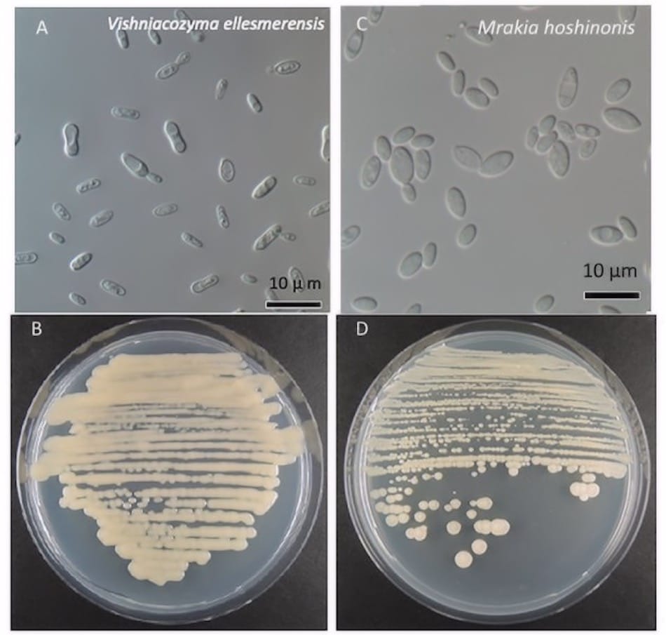 Die beiden neuentdeckten Pilzarten sind ähnlich wie Hefepilze und bilden bei guten Nährböden Kolonien. Links: Vishniacozyma ellesmerensis, rechts: Mrakia hoshinonis
