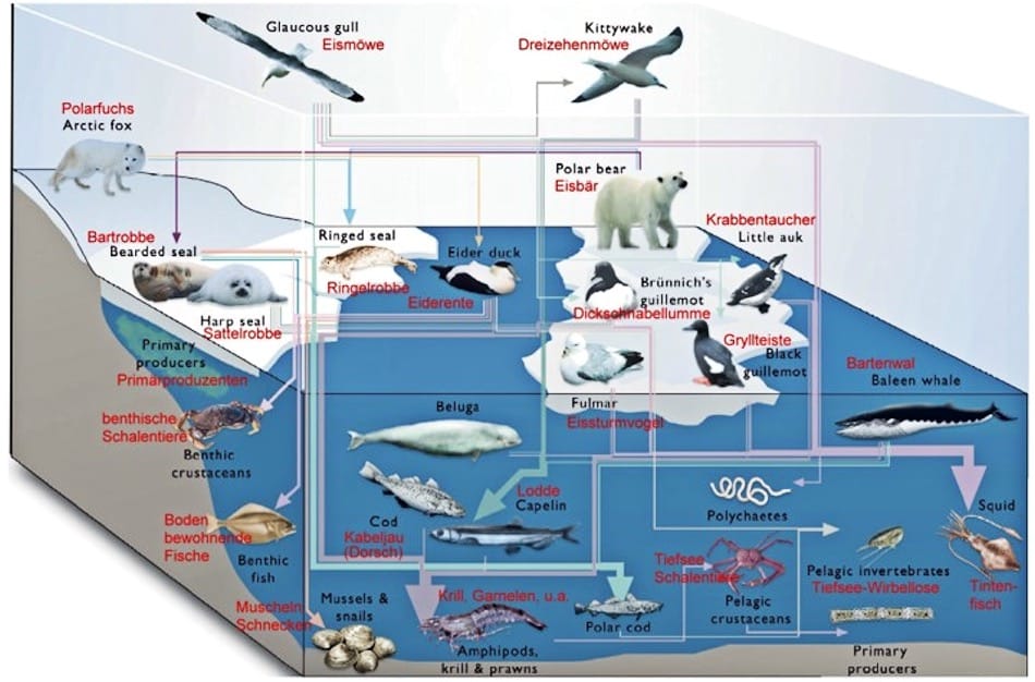 Die Nahrungskette in der Arktis ist sehr komplex und sensibel. Äussere Störungen wie beispielsweise die Anreicherung von Nährstoffen oder Süsswasser können gravierende Folgen auf die darüberliegenden Stufen haben. Bild: Wikipedia 