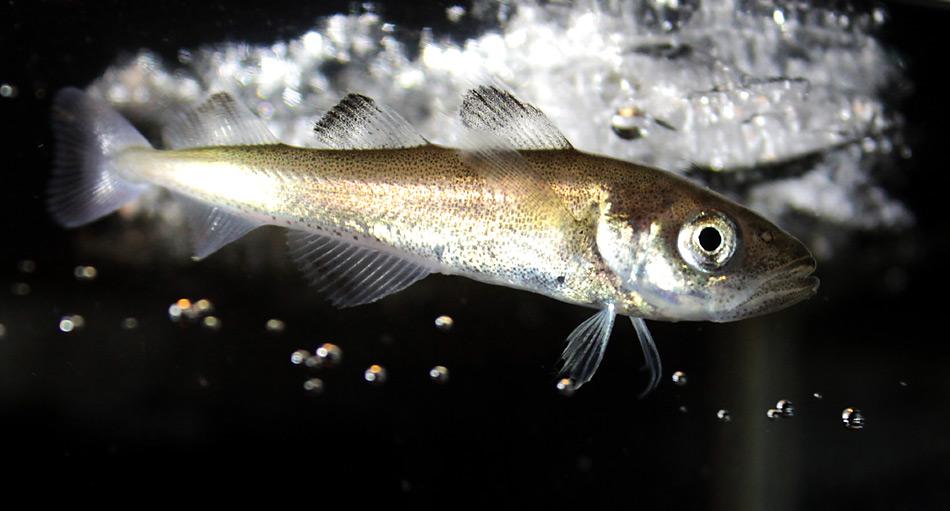 Der Polardorsch „Boreogadus saida" in der Arktis. Foto: Hauke Flores, AWI