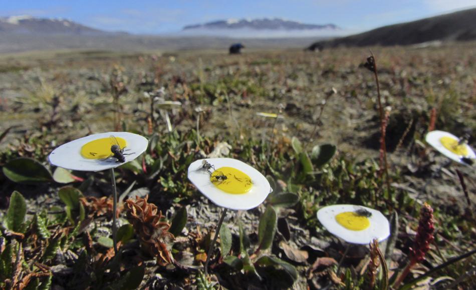 Künstliche Blumen aus klebrigen Papier ahmen die Silberwurz (Dryas octopetala) nach und  fangen arglose Bestäuber. Die Fliegen (Muscidae), die auf diesen Blumen-Fallen kleben blieben, haben  sich als die wichtigsten Bestäuber in der Arktis erwiesen. Bild: Malin Ek