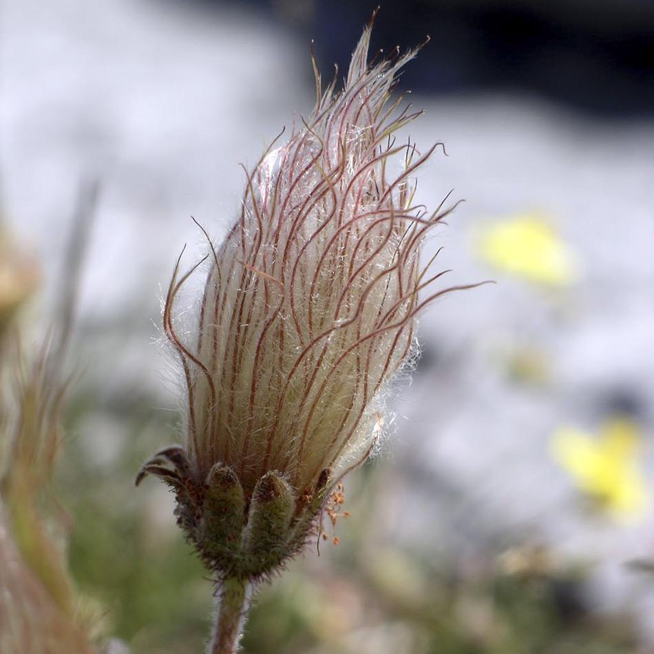 Sobald die Blume bestäubt ist bildet sie Samen. Dargestellt ist der Fruchtstand einer Silberwurz (Dryas octopetala) Bild: Velella, Wiki Commons