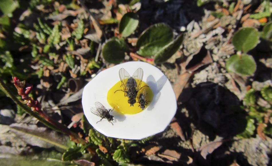 Neuer Einsatz eines alten Konzepts, Leimpapier als Fliegenfänger. Die Forscher verwendeten klebrigen Blumen, um die wichtigsten Bestäuber der Silberwurz (Dryas octopetala) auf dem Leim zu führen. Die Blume ist überall in der Arktis verbreitet und daher für den Forschungszweck gut geeignet. Bild: Malin Ek