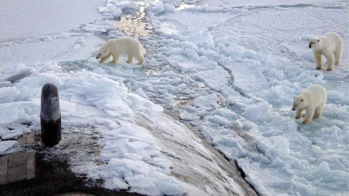 Nicht schlecht staunten die drei Eisbären als sie auf ein aufgetauchtes U-Boot trafen.