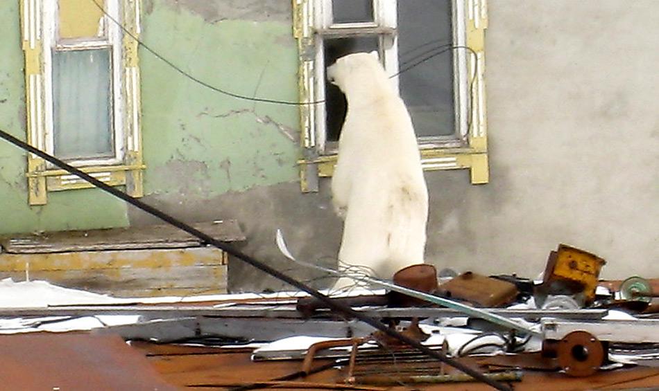 Wenn hungrige Eisbären mal Witterung aufgenommen haben sind sie nicht mehr zu bremsen, wie hier in einer russischen Siedlung.