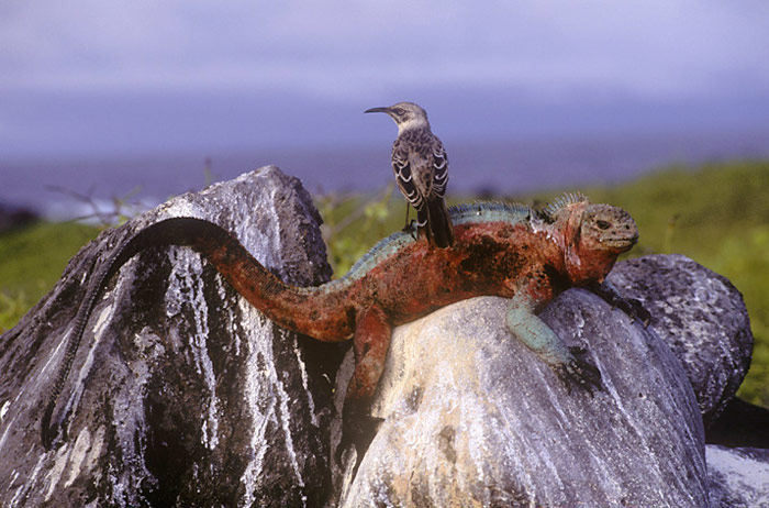 Galapagos-Drusenkopf