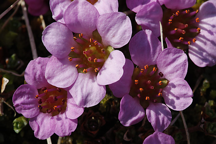 Eisblumen