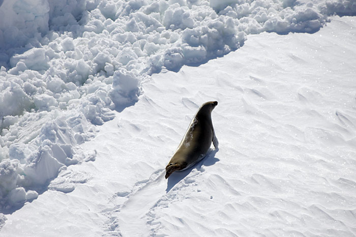 PolarNEWS_Kaiserpinguine_Snowhill_010