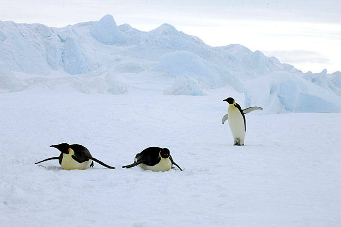 PolarNEWS_Kaiserpinguine_Snowhill_021