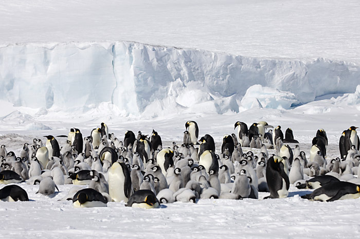 PolarNEWS_Kaiserpinguine_Snowhill_025