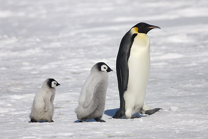 PolarNEWS_Kaiserpinguine_Snowhill_029