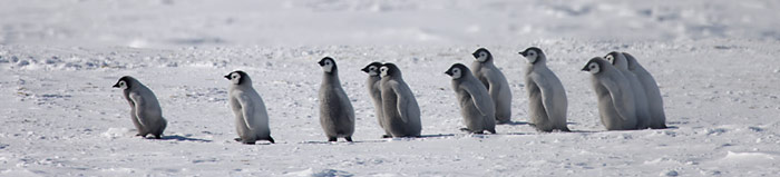 PolarNEWS_Kaiserpinguine_Snowhill_Junge-Kaiserpinguine