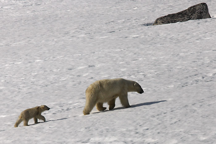 010_spitzbergen_2010