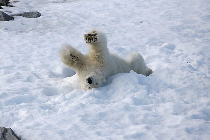 012_spitzbergen_2010