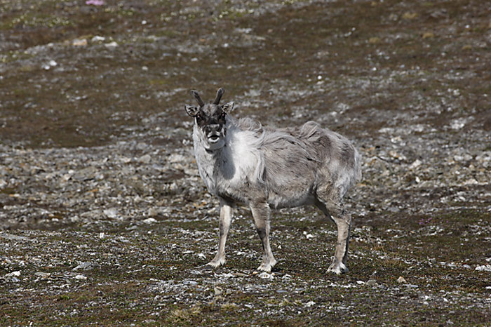 031_spitzbergen_2010