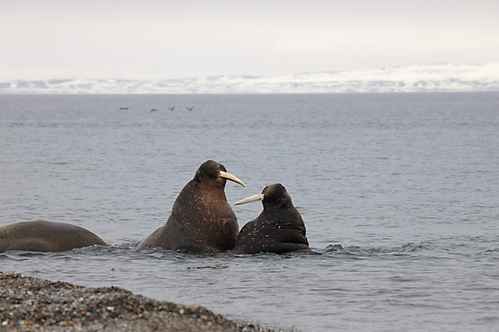 039_spitzbergen_2010