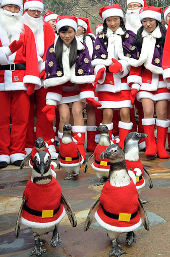 Pinguinparade_in_Korea