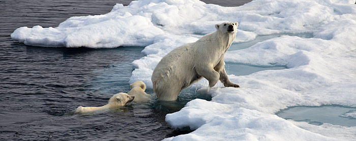 Schwimmende Eisbaeren