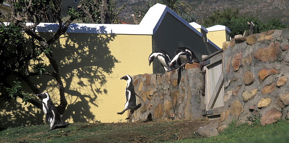 Auch vor fremden Gärten wird kein Halt gemacht. Gelegentlich überwinden die Pinguine Gartenmauern oder schwimmen zum Ärger ihrer Besitzer in den Pools der Villen.