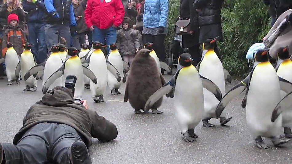 Pinguinparaden sind auch heute noch äusserst beliebt und werden von vielen Kindern begleitet, wie hier im Zoo von Zürich.