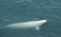 Belugas suchen ihre Nahrung bevorzugterweise an der Eiskante oder in Fjorden in der Nähe von
