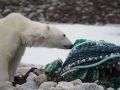 Müll im Meer ist eine Bedrohung für die lokale Tierwelt. (Foto: Zet Freiburghaus, Polar