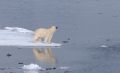 Eisbären sind das Sinnbild der Arktis. Doch in Kanada und Grönland wird das Tier unter Auflagen