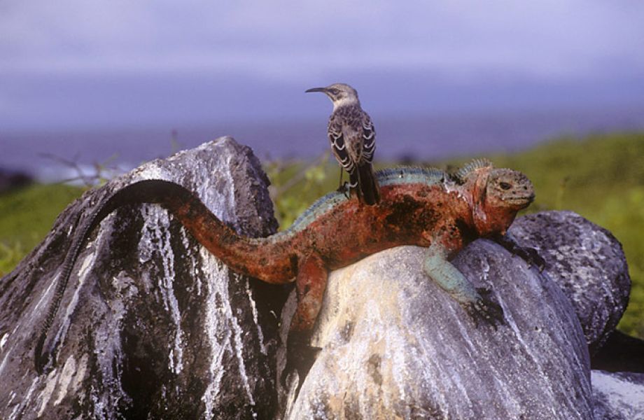 Mit PolarNEWS nach Galapagos